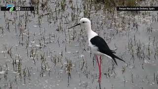 Cigüeñuela común quotHimantopus himantopusquot [upl. by Ennaitsirk]