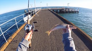 MultiSpecies Jetty Fishing Challenge [upl. by Naujed]