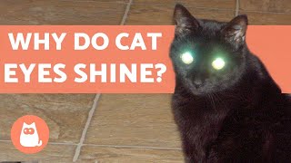 Why Do Cat Eyes Shine in Photos [upl. by Akina]