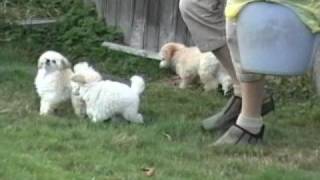 Cute Toy Poodle Puppies Playing 2 [upl. by Woolson]