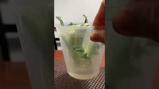 GROW BROCCOLI FROM STEM SCRAPSshortgrowbrocolli [upl. by Sartin]