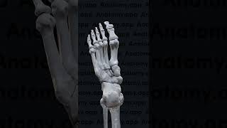 Biomechanics of the foot pronation and supination [upl. by Avitzur]