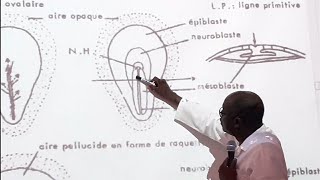 Embryologie des oiseaux  Gastrulation [upl. by Mckale]