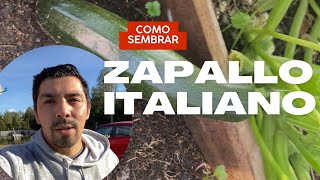 Como sembrar zapallo italiano propiedades del zapallo italiano cultivo de zapallo italiano Vlog [upl. by Olsewski]