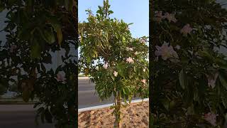 Tabebuia Rosea plant [upl. by Publia]