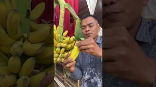 Panen pisang termahal di dunia shortvideo [upl. by Pastelki]