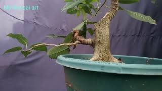 Ficus virens from Harvesting [upl. by Imat]