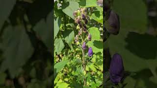 Aconitum in September allotment toxic wolfsbane [upl. by Atims335]