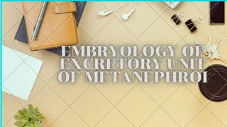 Embryology of excretory units  metanephros  Development of urogenital system [upl. by Kosel421]