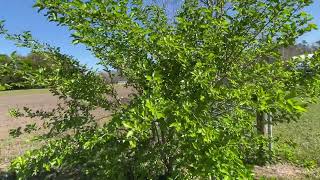 Maui Everbearing Mulberry TreeBeautiful And Prolificcentral Florida zone 9b 2723 [upl. by Carola]