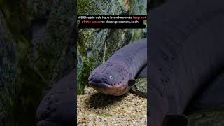 The Shocking Reality 10 Surprising Facts About Electric Eel [upl. by Salomon]