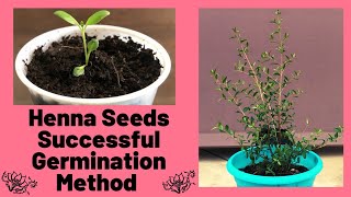 Henna Seed Successful Germination Method  Lawsonia Inermis [upl. by Ojyma]