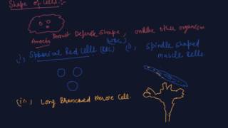 Cell Number  Cell Shape amp Cell Size  Class 8 Biology Cell  Structure and Functions [upl. by Harrow]