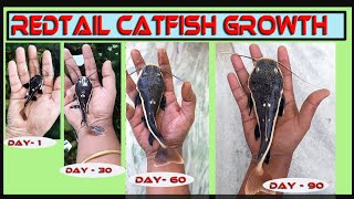 MY RED TAIL CATFISH GROWTH [upl. by Fredek]