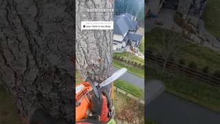 How to Remove a Tree In A Tight Spot😱😱😱chainsawman treefelling arborist [upl. by Sawyer377]