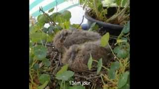 Une belle histoire de pigeons ramiers  palombes [upl. by Yellek]