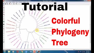 Formation of Colorful Phylogeny tree by using MEGA 7 [upl. by Lonne896]