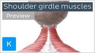 Muscles of the shoulder girdle preview  Human Anatomy  Kenhub [upl. by Horatio]