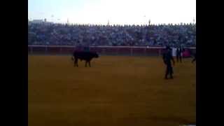 moranta ventura el juli el fandi y talavante poniendo banderillas festival de la puebla 2013 [upl. by Osnohpla]