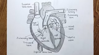 How to draw human heart diagram easily Human heart diagram drawing [upl. by Abell]