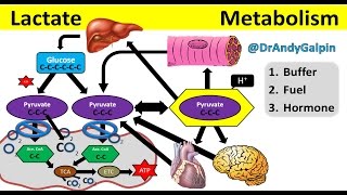 What Lactate is amp What it ACTUALLY does 5 Min Phys [upl. by Akcirret]