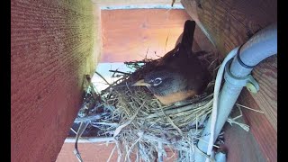 Live Robins Birds Nest  PNW Nature [upl. by Anasxor]