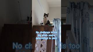 No challenge is too big when youre determined to play cat playful funny buttaboma [upl. by Tedda]