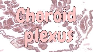 Choroid plexus  nervous system histology [upl. by Mcnully]