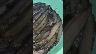 Singhi fish selling price in market  fish farming in india shorts [upl. by Namrak]