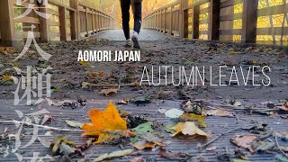 【Cinematic】奥入瀬渓流 紅葉ドローン Oirase Stream Autumn Leaves JAPAN Forest Stream [upl. by Turoff]