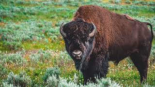 Bison Sound  Bison Voice  Wild Animal Sounds [upl. by Annaoy]