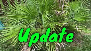 Mediterranean Fan Palm Chamaerops humilis Summer Update [upl. by Sipple571]