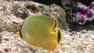 Latticed Butterflyfish ผีเสื้อพระอินทร์ [upl. by Nohsad]