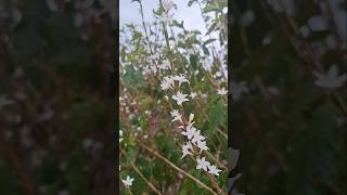 A Linda Flor do Cafezal a chuva Voltou e Floriu os Pés de ☕️ flowers cafe brasil bike garça [upl. by Ivatts]