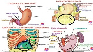 anatomie de lestomac morphologie rapports vascularisation innervation [upl. by Nhoj]