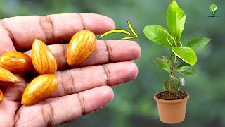 GROW ALMOND TREE FROM GROCERY ALMOND  ALMOND SEED GERMINATION [upl. by Joshuah955]