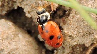 Hippodamia variegata biedronka  Adonis ladybird [upl. by Ylrevaw]