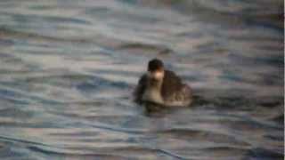 Black necked Grebe Pitsford Res 29th September 2012 [upl. by Ttirb]