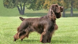 Field Spaniel  medium size dog breed [upl. by Dean]