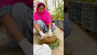 Cow Dung and Neem  Create Powerful Pesticide at Home neem cowdung organicfarming rooftopgarden [upl. by Airoled]