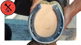 Very Satisfying Hoof Restoration  Farrier  Jeffers Farrier  ASMR [upl. by Chaim]