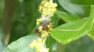 Flesh Fly Licks Jujube Flowers [upl. by Reggie]