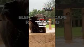 Elephants escape rising flood water in Thailand [upl. by Natalie]