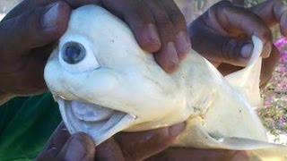 CYCLOPS SHARK WITH ONE EYE [upl. by Ashwell]