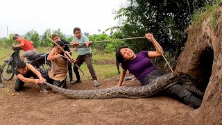 6 Brave Experts With Pitbull Dog Confront 2 Ferocious Giant Pythons To Save The Beautiful Girl [upl. by Hagi]