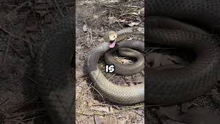 Top 5 Most Venemous Snakes [upl. by Enomas]