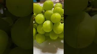 Green Muscat Grapes [upl. by Iddo]