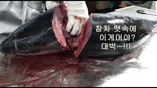 생참치 해체중 뱃속에 이게머야 헐 대박  깜짝놀랄일이 지뜯네칼로ㅎ [upl. by Rajewski932]