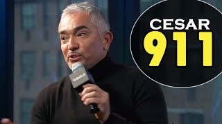 CESAR MILLAN about CESAR 911 episodes on Nat Geo WILD  Interview February 04 2016 [upl. by Lewak]