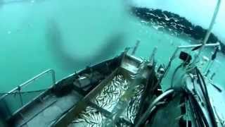 Herring fishing 2014 gillnetting Hornby Island BC [upl. by Juno]